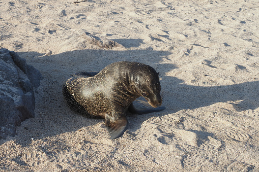 The Galapagos sea lion have a loud bark and playful nature. The are the smallest species of sea lions.