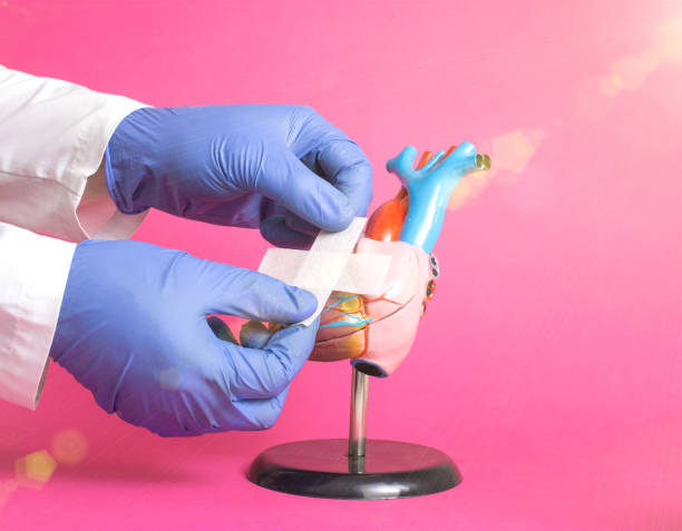 Doctor's hands stick a medical plaster on a mock-up of a human heart on a pink background. Human cardiovascular system treatment concept, heart recovery after coronavirus disease Doctor's hands stick a medical plaster on a mock-up of a human heart on a pink background. Human cardiovascular system treatment concept, heart recovery after coronavirus disease, arrhythmia endocarditis stock pictures, royalty-free photos & images