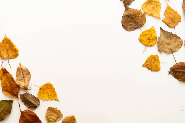 istock Flat lay composition of autumn leaves on a white background. layout. place under the text 1352463201