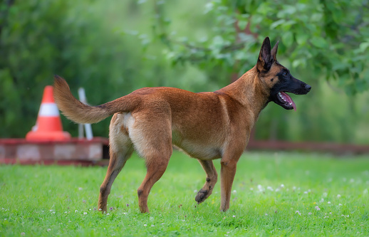 A young female Belgian Shepherd Malinois with a raised paw and sticking out tongue stands in a green meadow and looks excitedly to the side