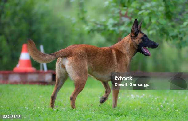Portriat Of A Belgian Malinois Shepherd Dog On A Green Meadow Stock Photo - Download Image Now