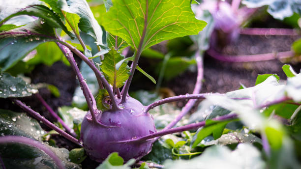 cavolo rapa nell'orto con gocce d'acqua - kohlrabi turnip cultivated vegetable foto e immagini stock