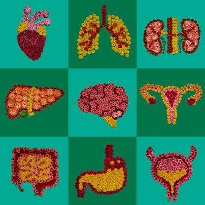 istock Internal organs illustrations set made of natural flowers. Human internal organs, heart, lungs, kidneys, liver, brain, uterus, intestine, stomach, bladder 1352464887