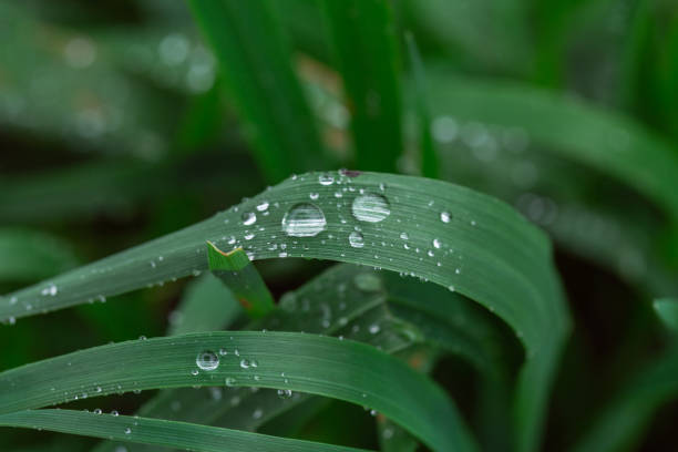 istock rainy season, water drops on leaf, purity nature background, macro shot 1352465611