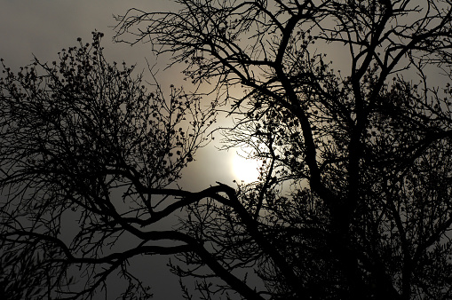Silhouettes of trees against dark sky. nature background, Dark tone