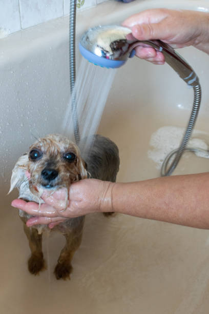 istock Bathing a yorkshire terrier in the bathtub 1352466373