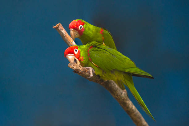 istock Beautiful red-faced conure in the zoo 1352466630