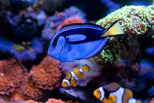 Paracanthurus hepatus, Blue tang  in Home Coral reef aquarium. Selective focus.