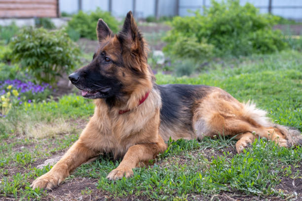 istock German shepherd dog lies on the grass. 1352467400