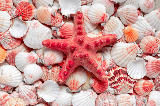 istock The starfish lies on different shells. A pattern from the seabed. Top view. Sea postcard 1352467797