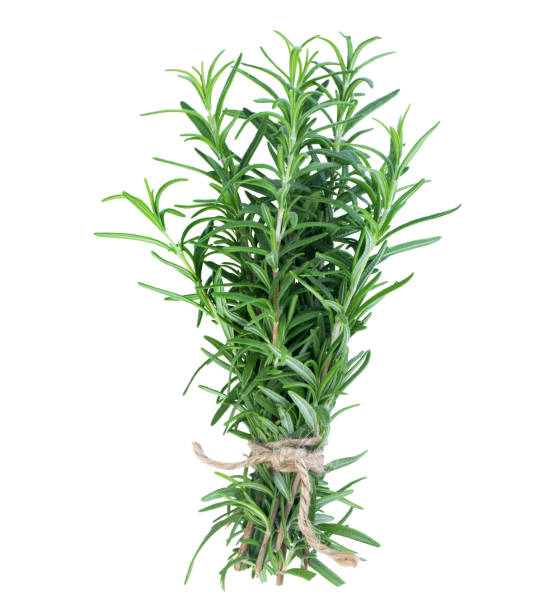 istock Bunch of rosemary 1352468245