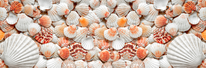 A pattern of seashells. Marine Background. Shell layout. Text background. banner