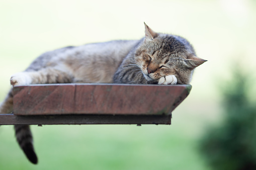 Cute grey cat sleeping on the shelf outdoors. Selective focus. Closeup.