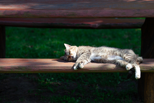 Grey cat sleeping on a wooden bench on a sunny day.