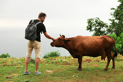 Man pets a red cow in mountains of Georgia, Kvariati.  Cattle breeding. Animal care.