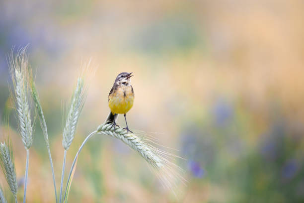 gelber bachstelzenvogel singt morgens auf einem roggenohr. - birds stock-fotos und bilder