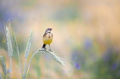 Pájaro lavandero amarillo cantando en una oreja de centeno por la mañana. photo