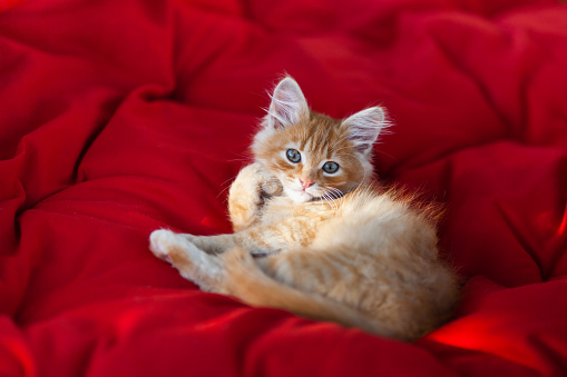 Close up portrait of cute red kitten lying in the shape of heart on a red fabric background. Concept of love, St. Valentines day, World Pet Day. Selective focus.