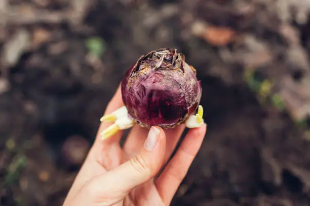 Photo of Hyacinth bulbs fall planting. Gardener puts purple bulb with fresh side shoots in soil. Autumn gardening work