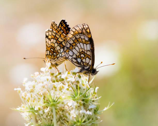 istock Nature background concept with two butterflies 1352471889