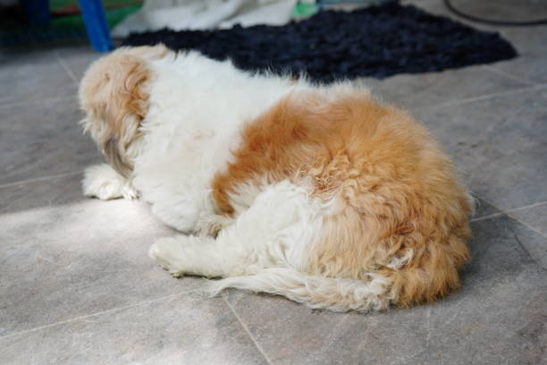 istock Shih tzu puppy sleeping 1352472109