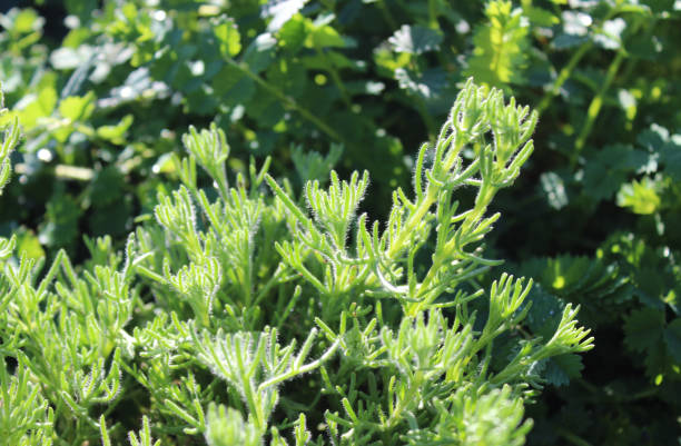 istock gyros herb in the garden 1352472388