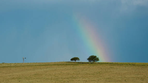 istock Landscape with typical tree of the Pampas plain 1352472491