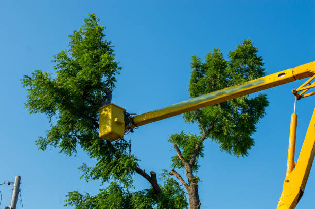 istock An unidentified lumberjack works from the bucket 1352473744