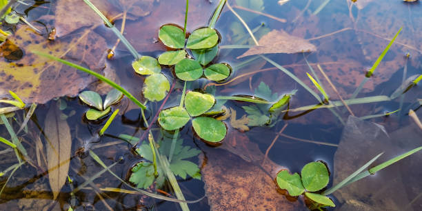 istock Young clover leaves in a forest puddle 1352473782