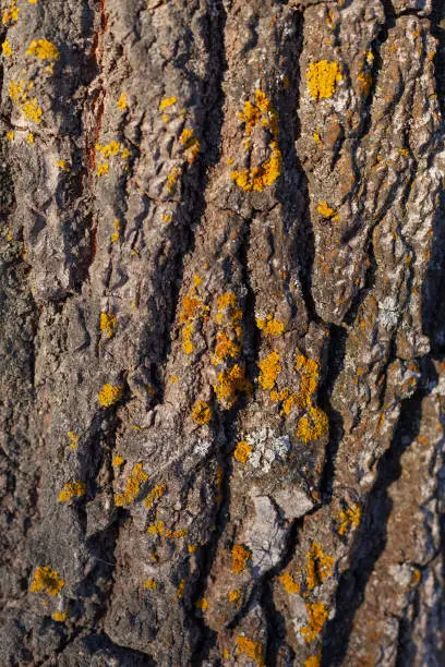 Photo of Close-up of bark. Brown bark of deciduous old tree covered with yellow and white moss