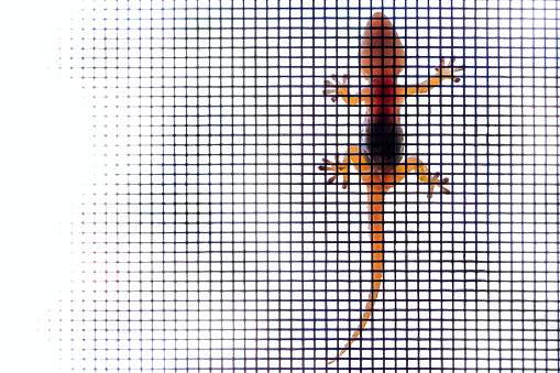 Terracotta gecko on mosquito net, white background.