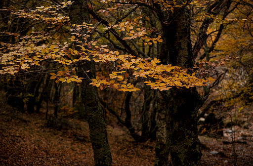 Landscape of beech forest in autumn, in Tejera Negra, Cantalojas, Guadalajara, Spain