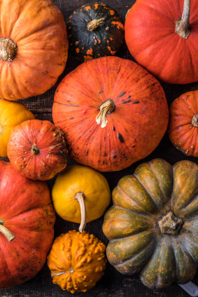 Pile of many multi colored pumpkins and gourds of different shapes and colors. Different kinds Colorful pumpkins decoration stock photo