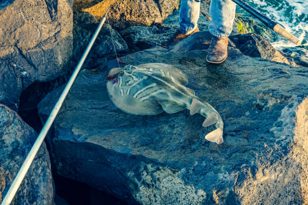 istock A cached Stingray Shark in Australia. 1352478203