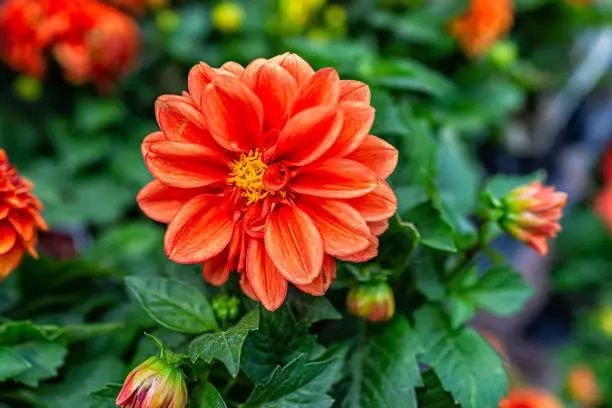 Macro closeup of bright orange red potted dahlia flower in flower pot at home garden showing green vibrant vivid foliage leaves