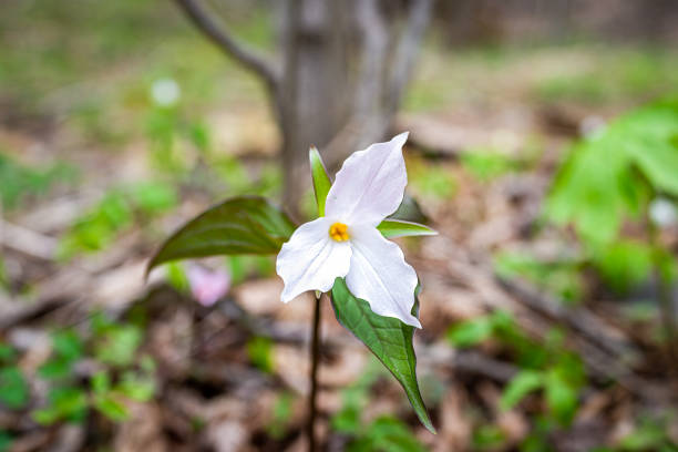 vista de cerca de la flor silvestre de trillium rosa blanca silvestre a principios de primavera en virginia blue ridge mountains parkway de wintergreen resort con árboles del bosque de fondo - heather wildflower low angle view flower head fotografías e imágenes de stock