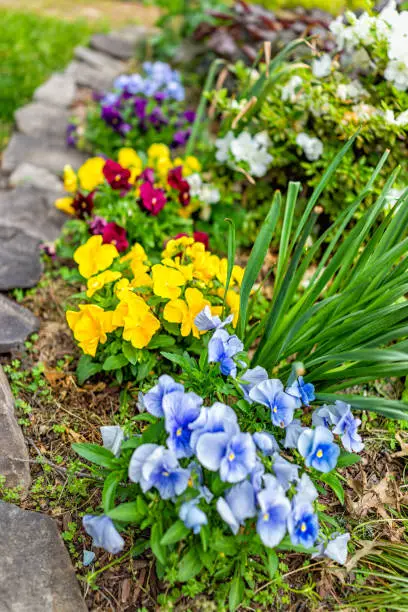 Closeup of vibrant vivid multicolored colorful pansy pansies flowers in spring springtime with home house garden landscaping and edging of stone rocks