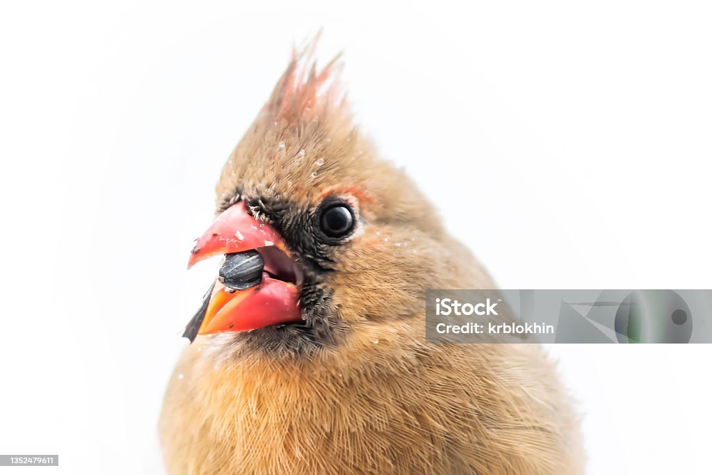 Closeup of female northern red cardinal Cardinalis bird isolated white background eating sunflower seed with beak covered in water drops Cardinal - Bird Stock Photo