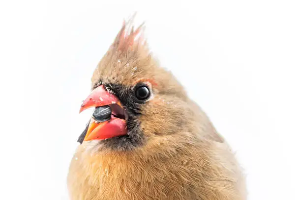 Photo of Closeup of female northern red cardinal Cardinalis bird isolated white background eating sunflower seed with beak covered in water drops