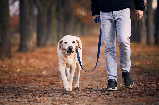 Man with dog during autumn day. Pet owner walking with labrador retriever through chestnut alley.