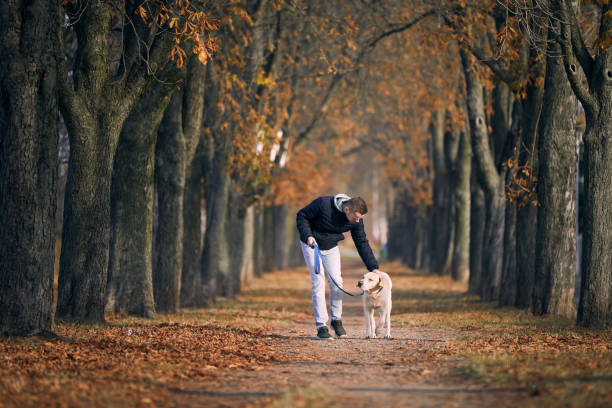 istock Man with dog walking in chestnut alley 1352479678