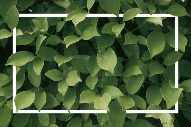 istock Creative layout made of leaves with a white frame. 1352480660