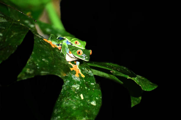 istock Pair of Red-Eye Tree Frogs mating at night 1352481530