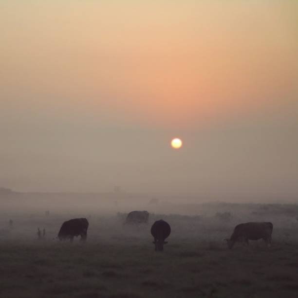 istock Foggy Sunrise over Grazing Cattle 1352481624
