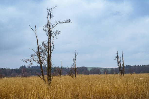 istock Lonely dead trees. Dry grass in the open air. Autumn nature. 1352487618