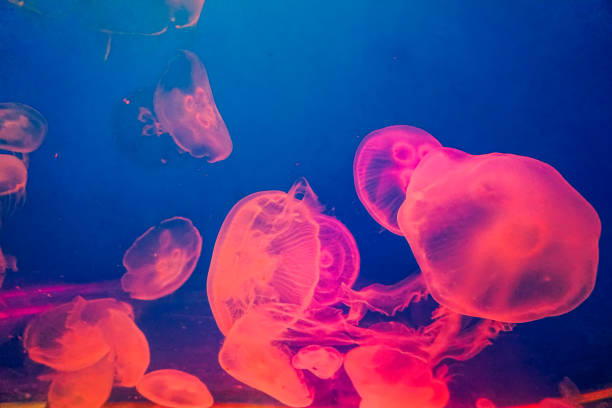 istock Jellyfish in an aquarium with red light. 1352489548