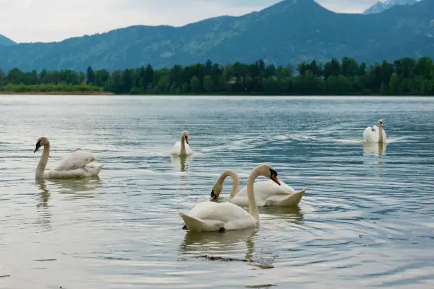 Swans in Forggensee lake in Fussen, Germany.