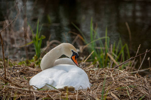 close up  of swan in reed