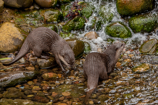 The Asian small-clawed otter (Aonyx cinereus), also known as the oriental small-clawed otter and the small-clawed otter, is an otter species native to South and Southeast Asia. It has short claws that do not extend beyond the pads of its webbed digits. With a total body length of 730 to 960 mm (28.6 to 37.6 in), it is the smallest otter species in the world.\n\nThe Asian small-clawed otter lives in riverine habitats, freshwater wetlands and mangrove swamps. It feeds on molluscs, crabs and other small aquatic animals. It lives in pairs, but was also observed in family groups with up to 12 individuals.\n\nIt is listed as Vulnerable on the IUCN Red List, and is threatened by habitat loss, pollution, and in some areas also by hunting.