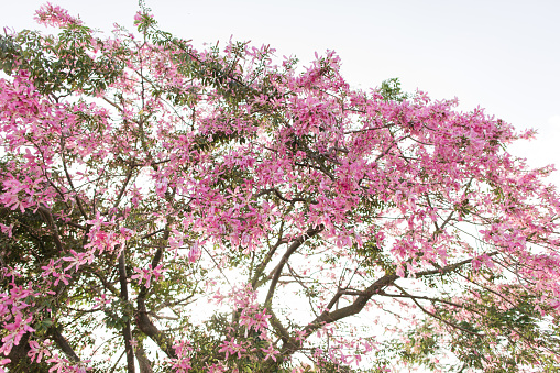 Magical Pink Silk Floss Tree in Full Bloom in the Fall in South Florida.